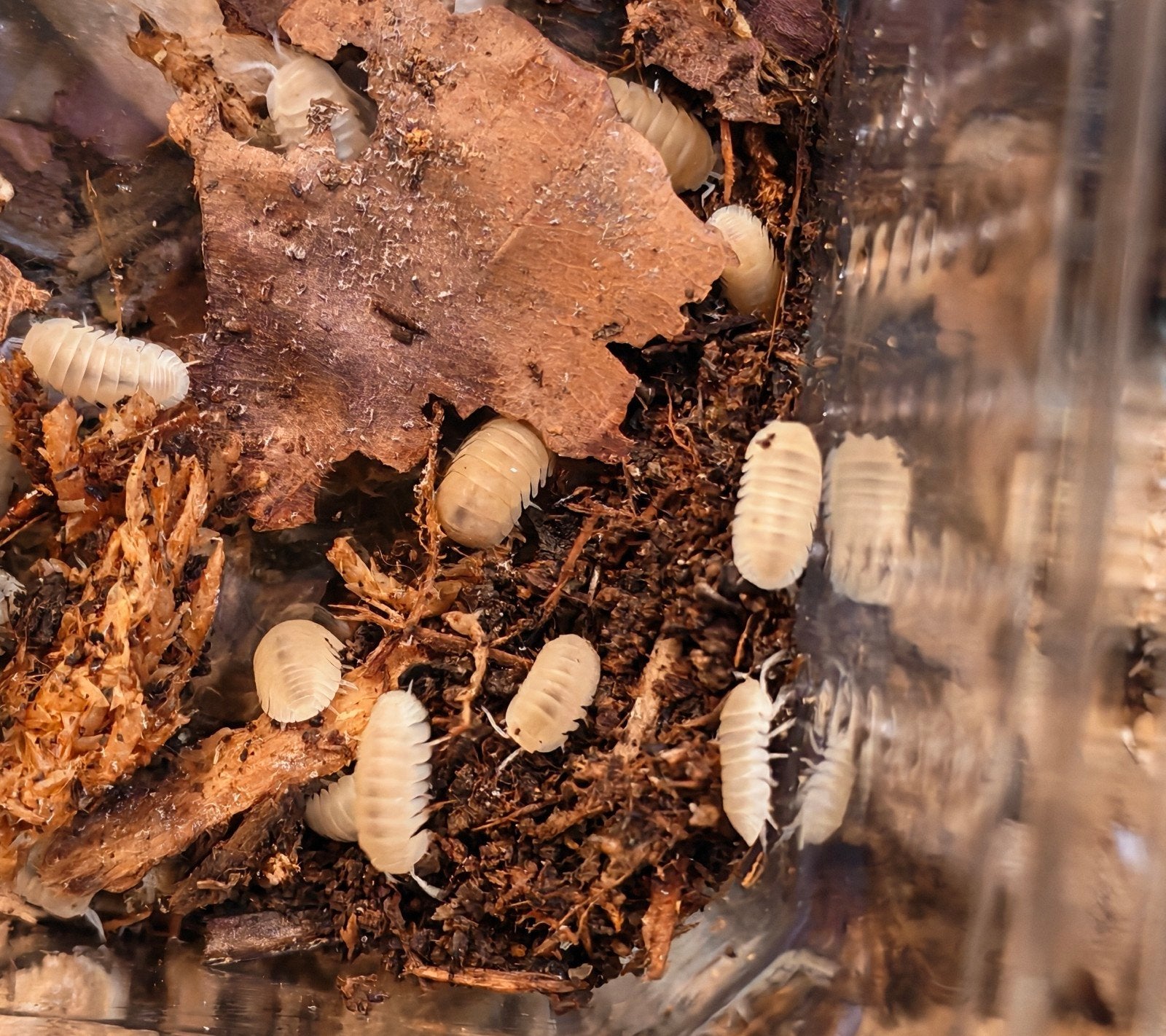 50 x Cubaris murina "glacier", Dieren en Toebehoren