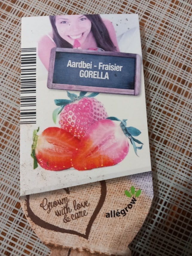 plants de fraisiers, Jardin & Terrasse, Plein soleil, Été, Enlèvement, Plantes fruitières
