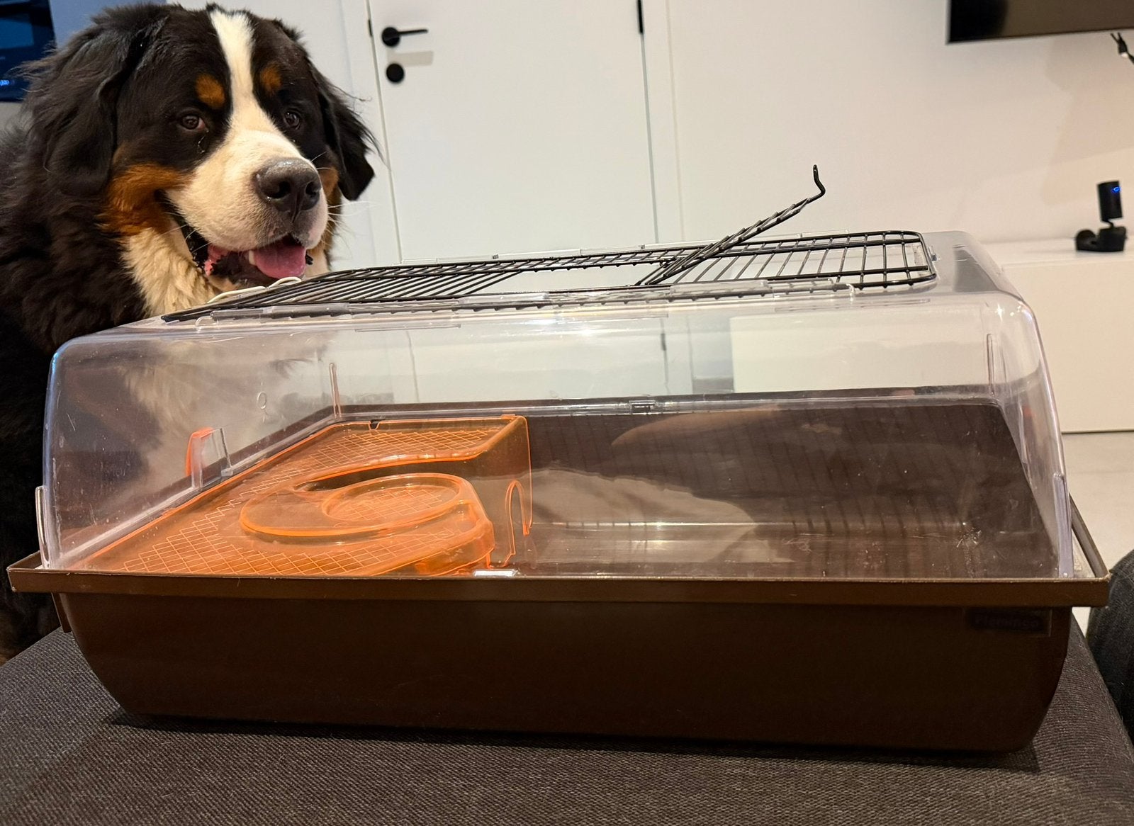 Hamsterkooi / knaagdierenkooi met platform, Kooi, Gebruikt, Minder dan 75 cm, Hamster
