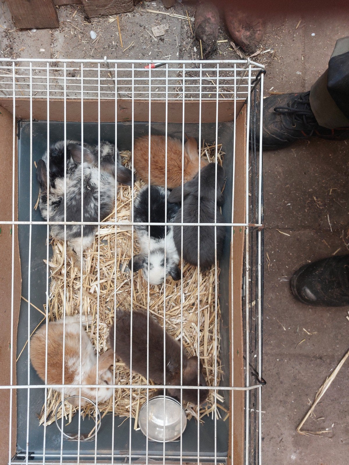 Minilop hangoortjes, Dieren en Toebehoren