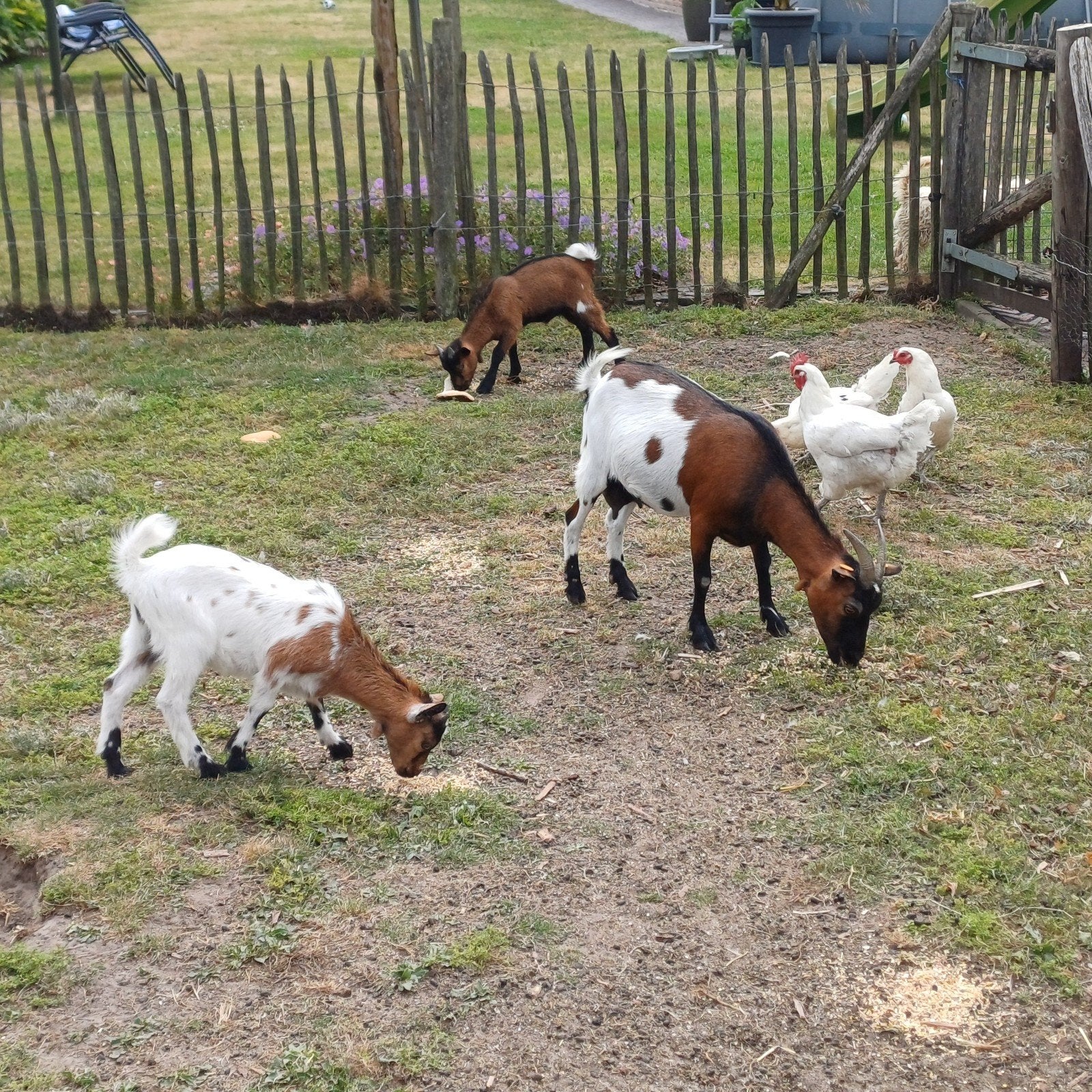 Dwerggeiten, Animaux & Accessoires, Moutons, Chèvres & Cochons