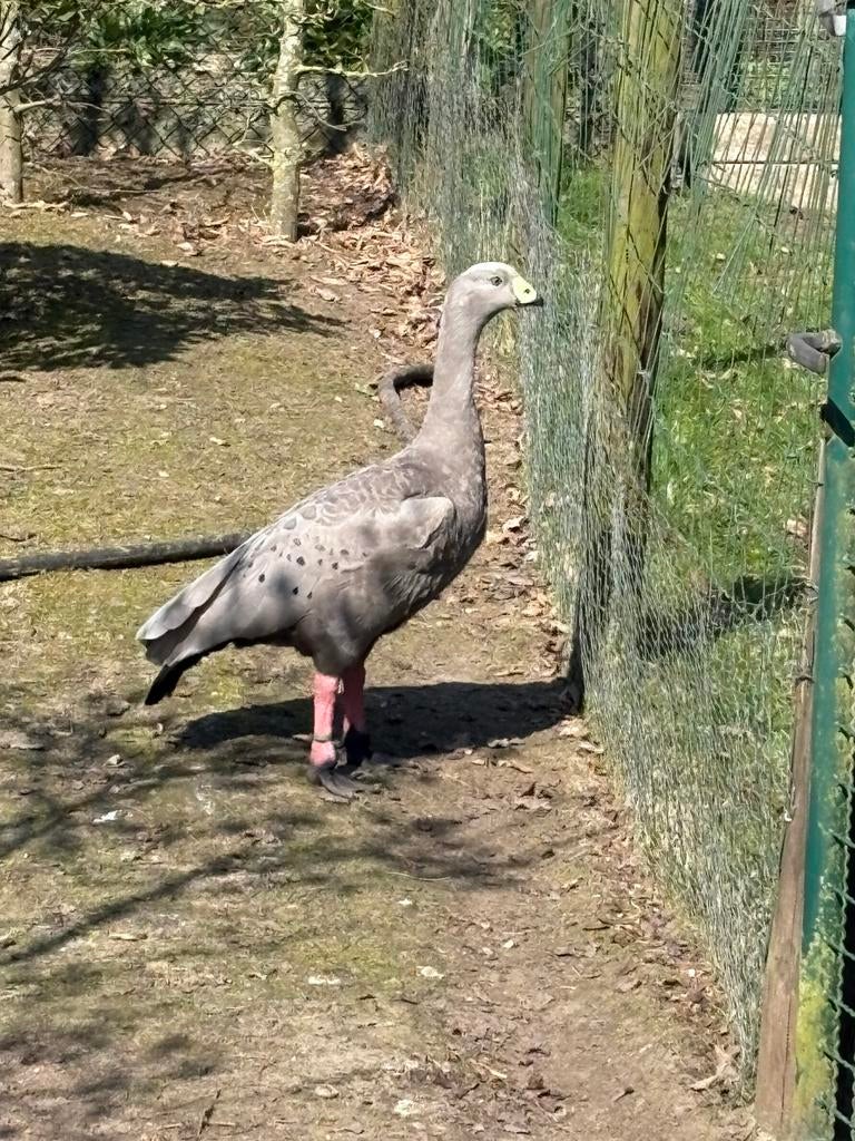 Oie volaille/oie ceriopsi, Animaux & Accessoires, Volatiles, Oie ou Cygne, Mâle