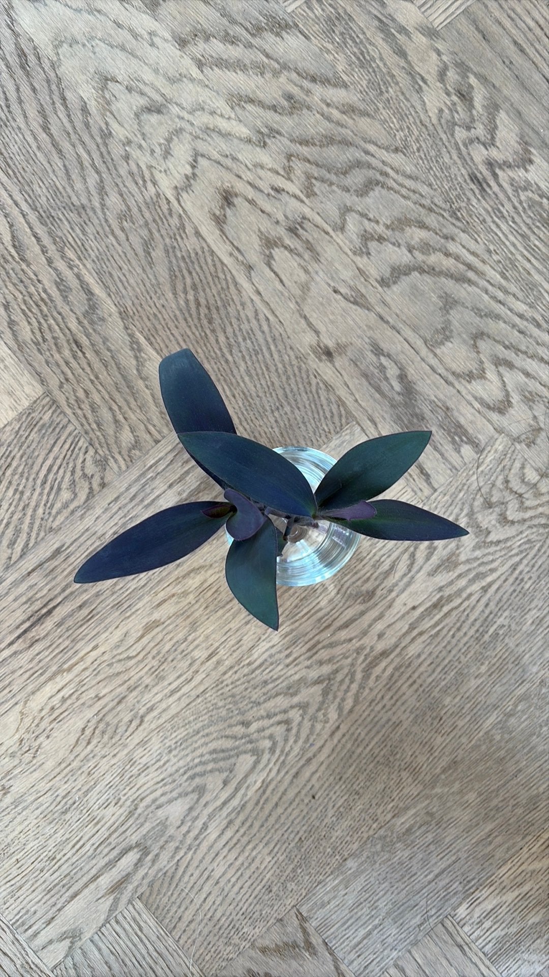 Tradescantia Pallida stekjes, Overige soorten, Minder dan 100 cm, Bloeiende kamerplant, Halfschaduw