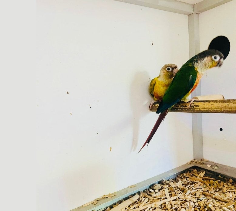 Couple conure molinae, Animaux & Accessoires