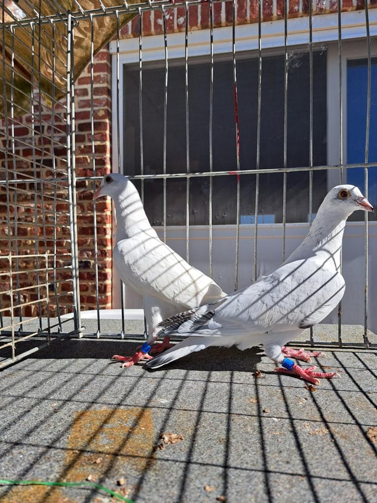 Jonge postduiven, Dieren en Toebehoren, Vogels | Duiven