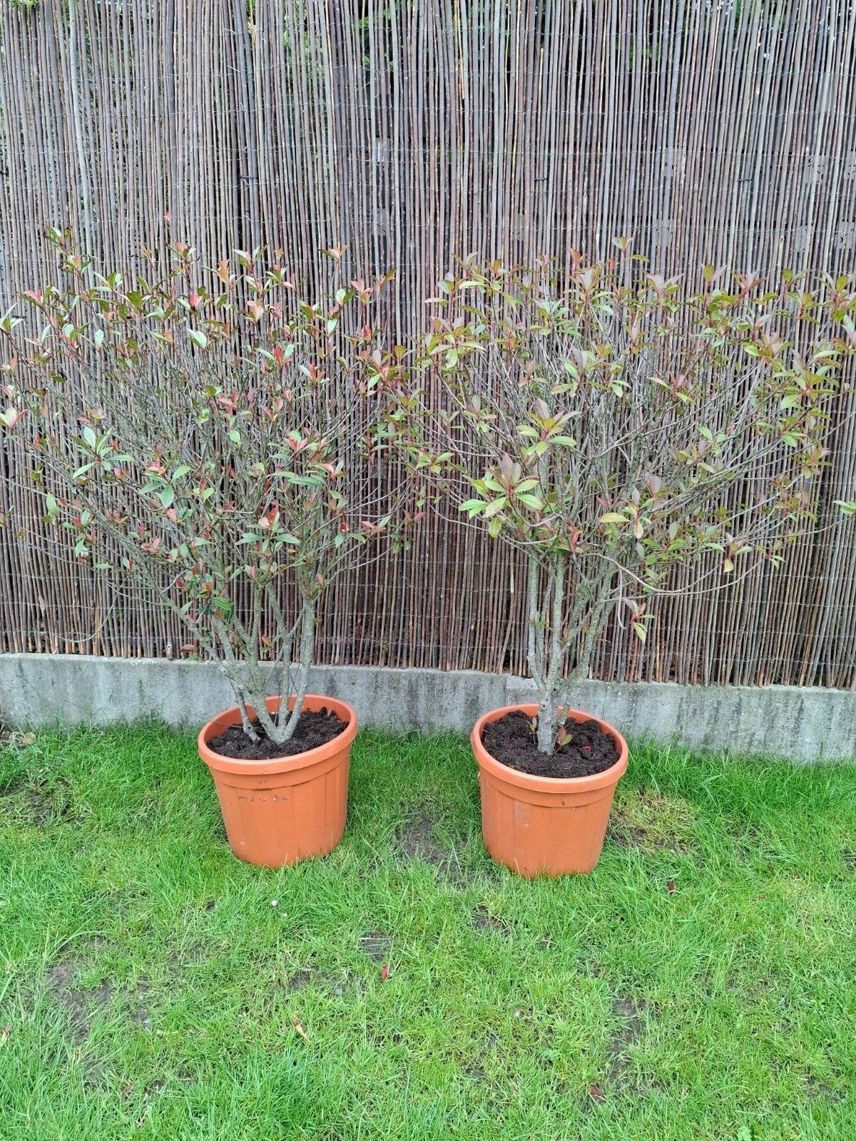 2 mooie bomen met mooie potten, Ophalen