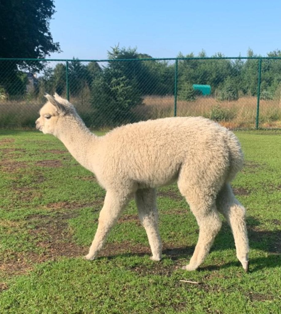 Alpaca, Dieren en Toebehoren, Mei, Vrouwelijk