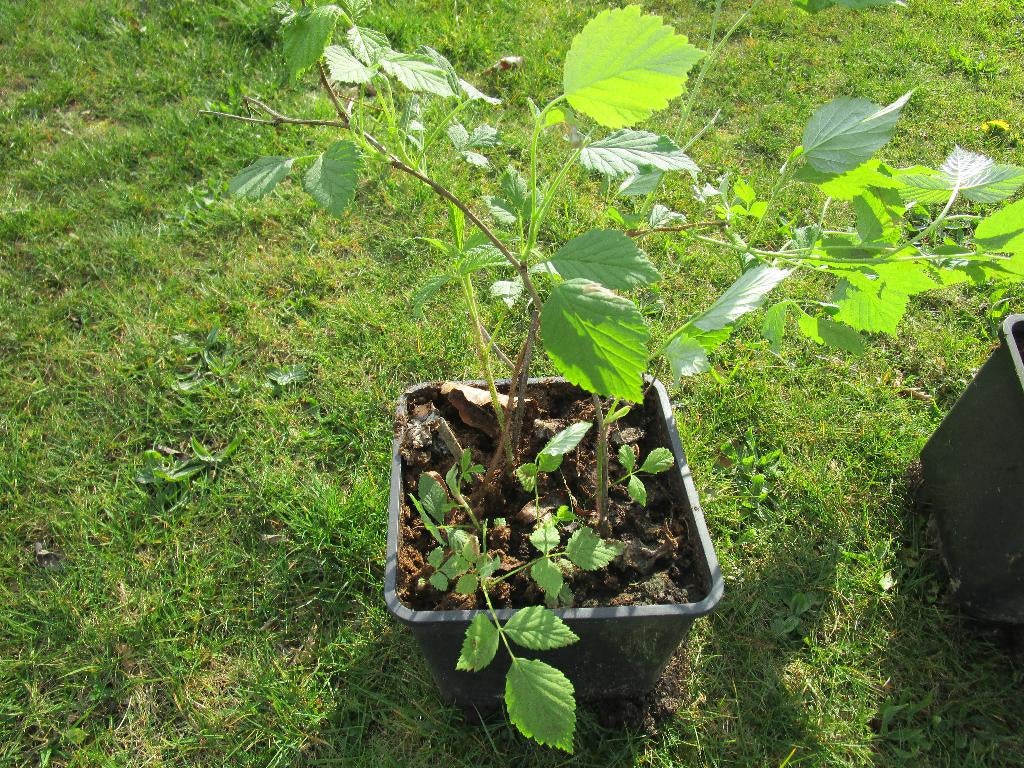 Frambozen planten, Ophalen, Vaste plant, Halfschaduw, Zomer