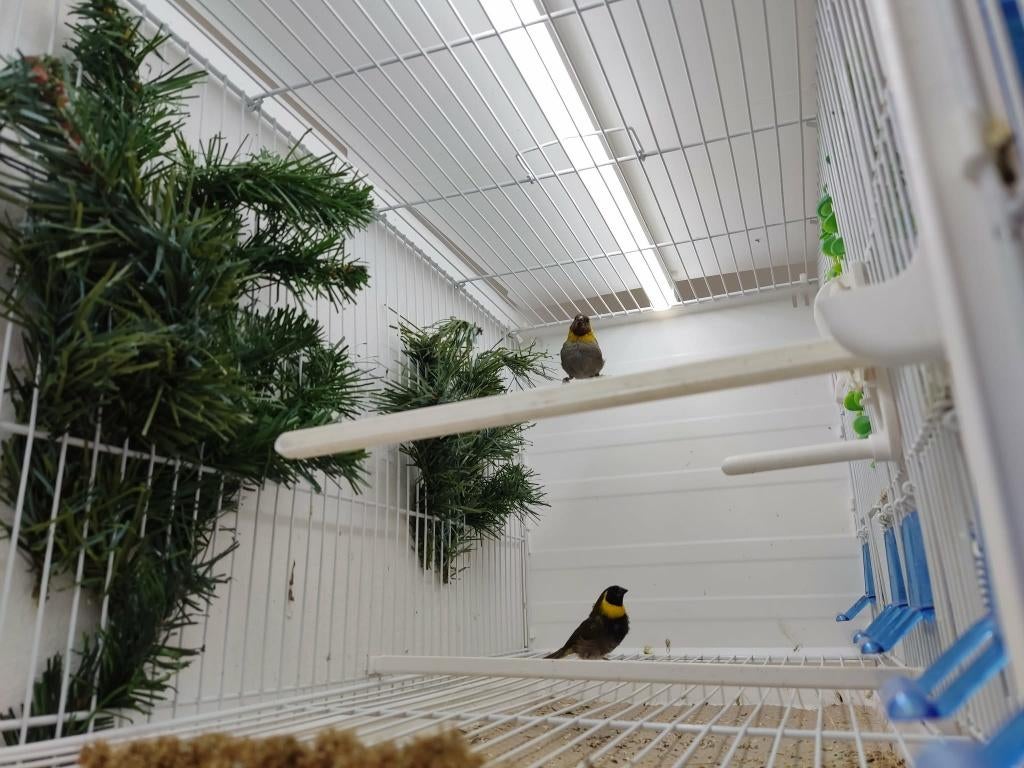 Cuba vinken, Meerdere dieren, Tropenvogel, Geringd