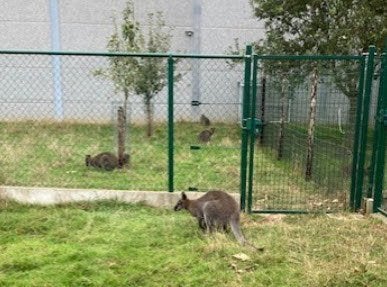 Wallaby man (2023), Dieren en Toebehoren, April, Mannelijk, Overige typen