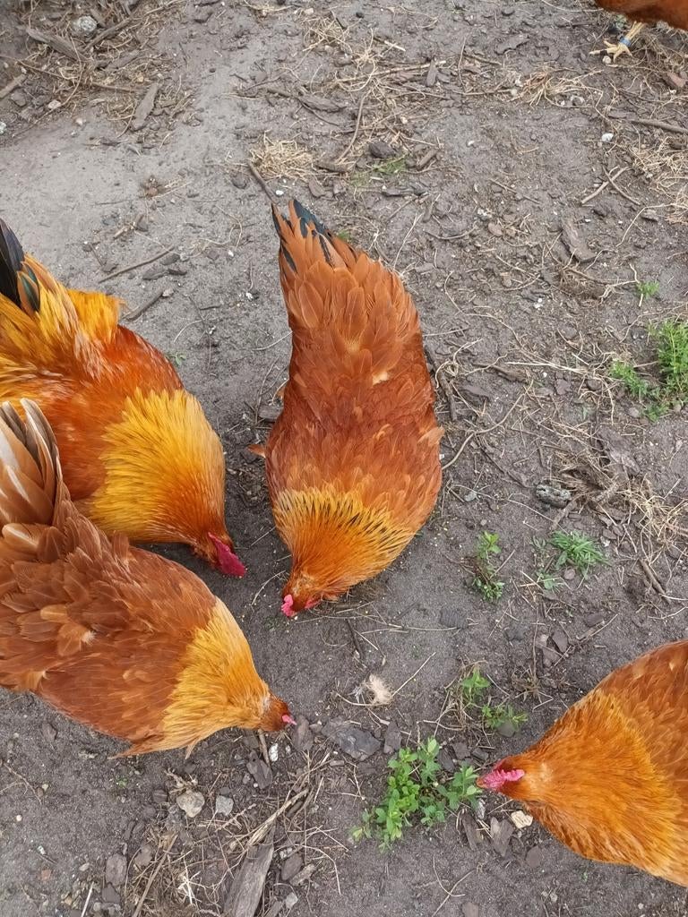 broedeieren new hampshire, Dieren en Toebehoren, Pluimvee, Kip