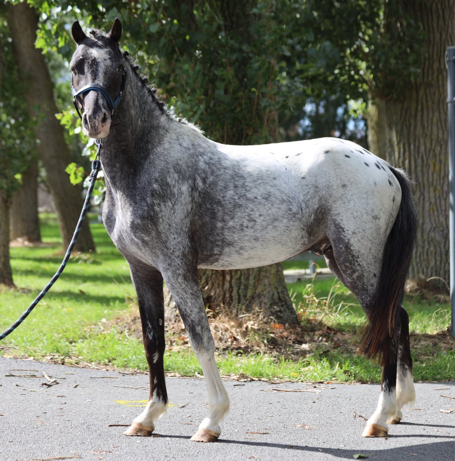 2 knappe ponys, Dieren en Toebehoren, Ruin, Onbeleerd