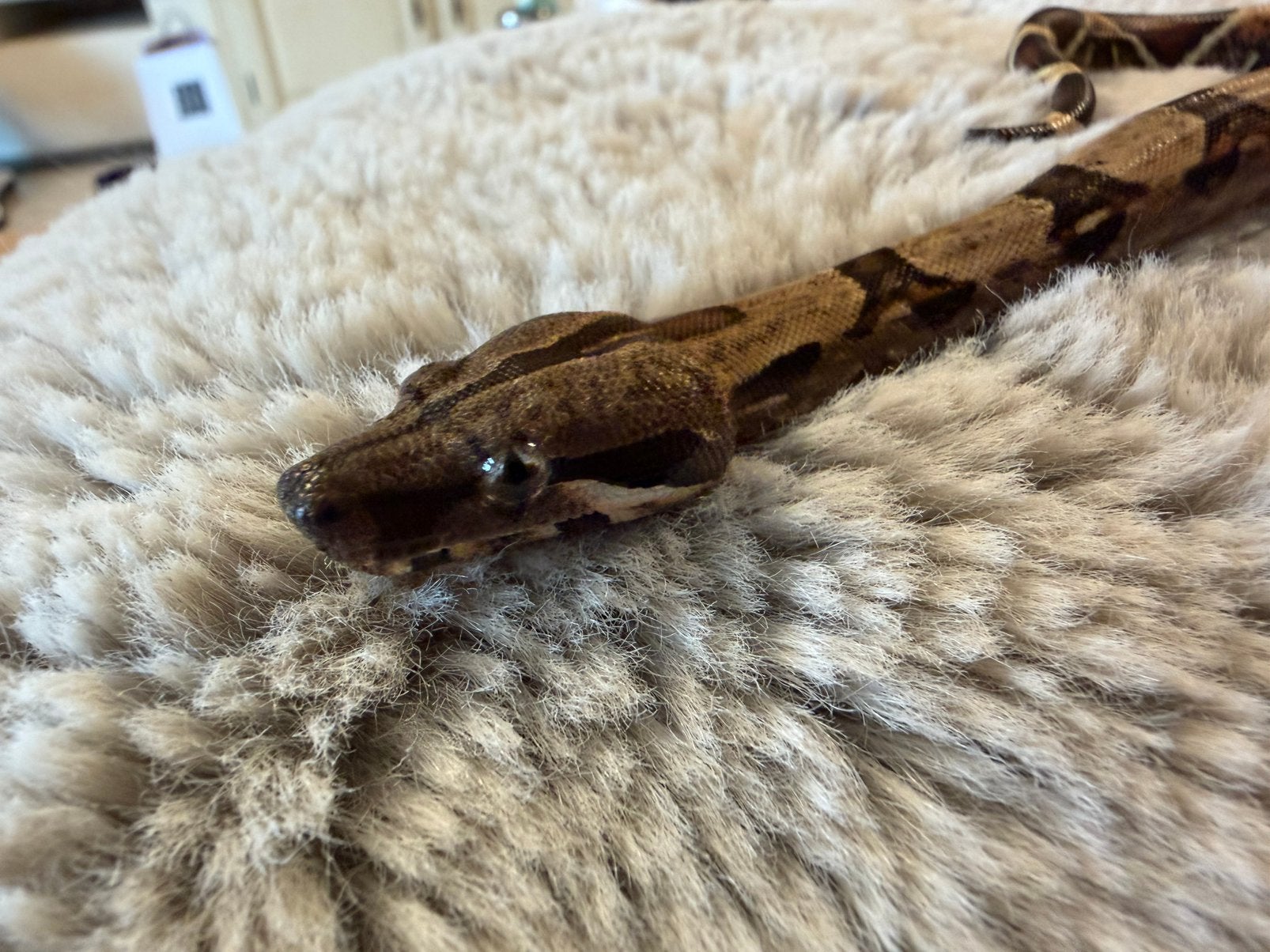 0.1 Boa Constrictor Imperator CLASSIC het VPI, Dieren en Toebehoren, Slang, Tam, 0 tot 2 jaar