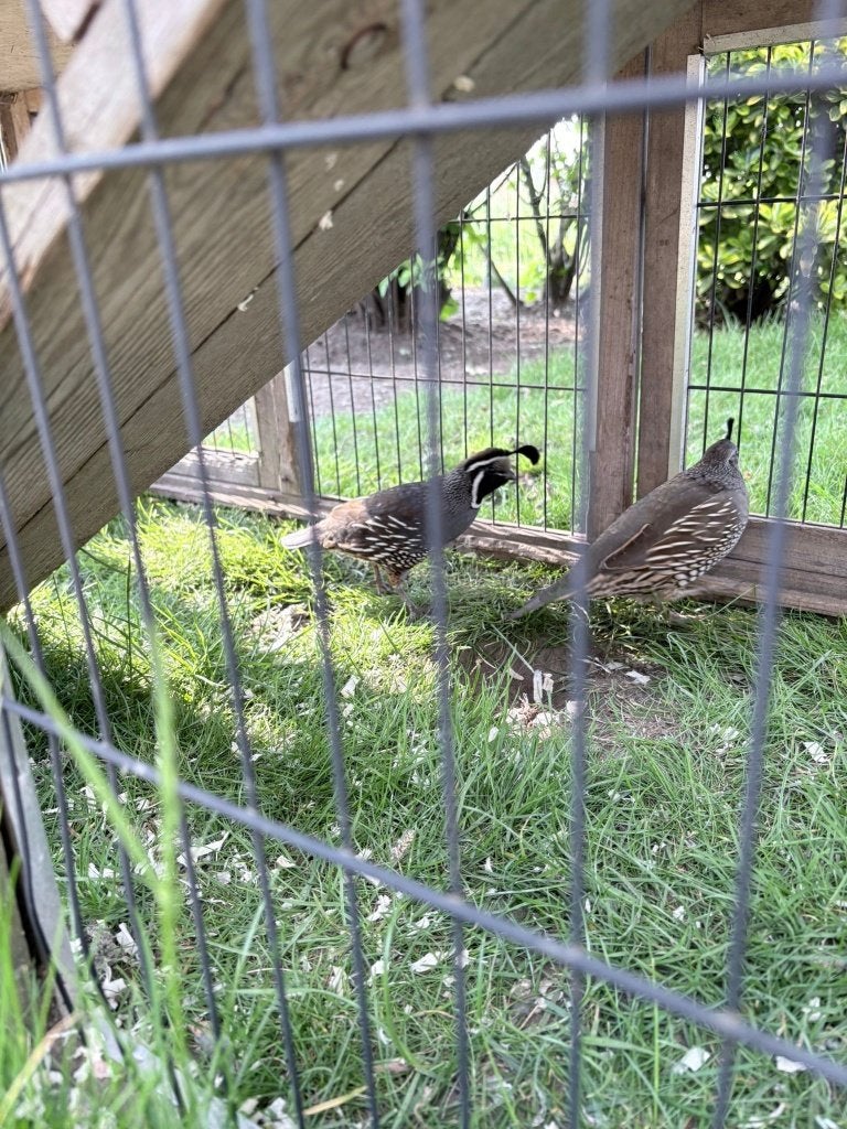 Californische kuifkwartel, Dieren en Toebehoren, Mannelijk, Overige soorten