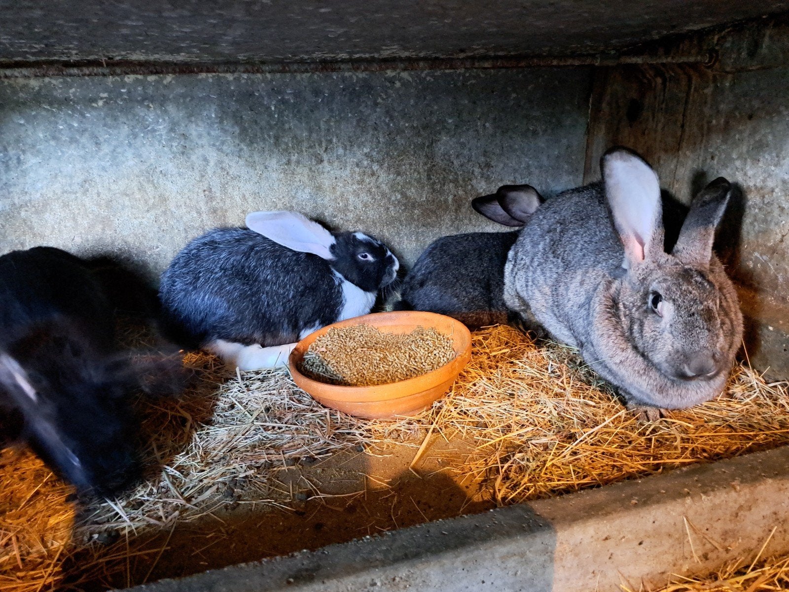 Konijnen te koop, Dieren en Toebehoren