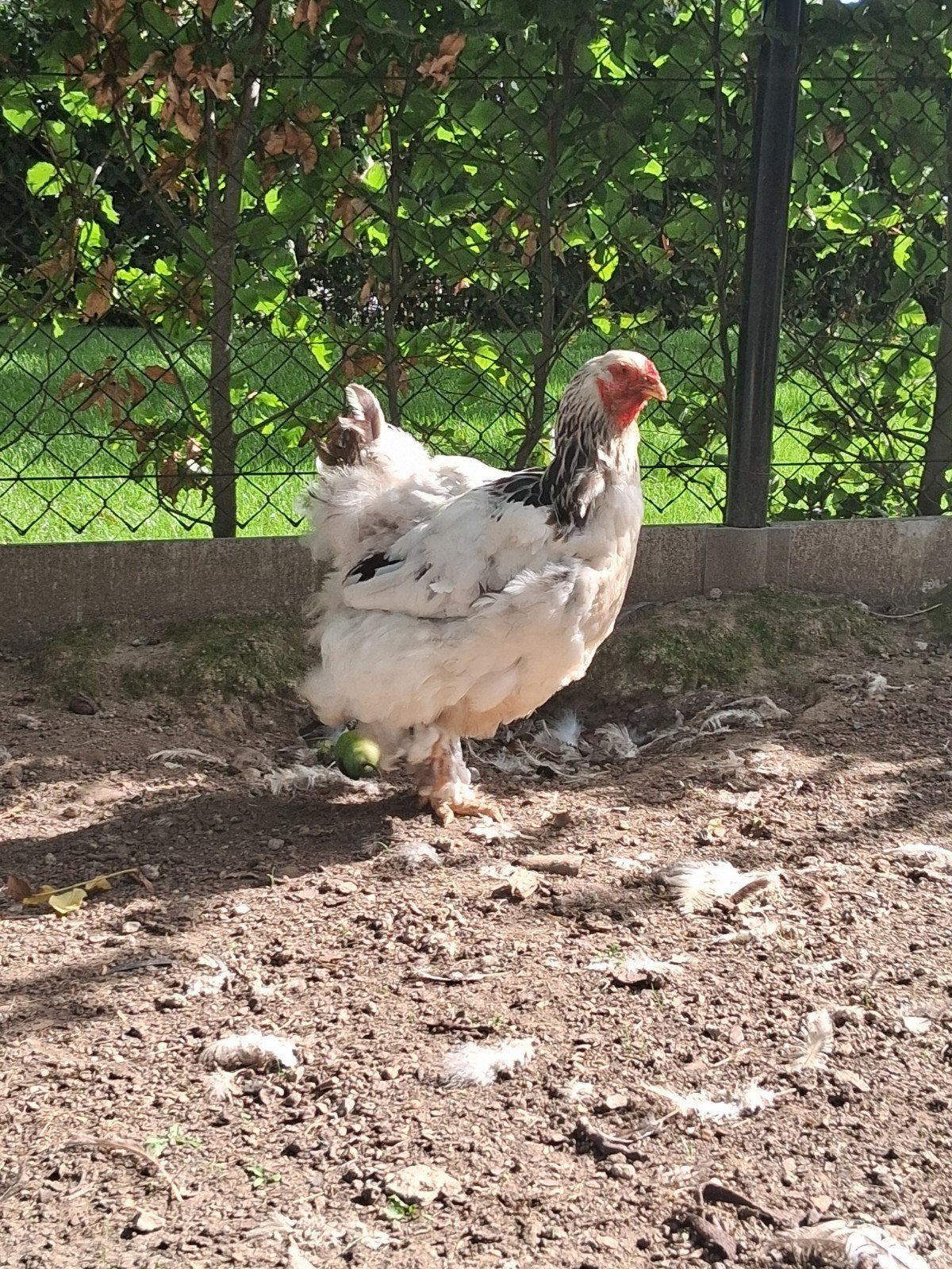 brahma hennen wit zwart columbia, Animaux & Accessoires, Volatiles, Femelle, Poule ou poulet