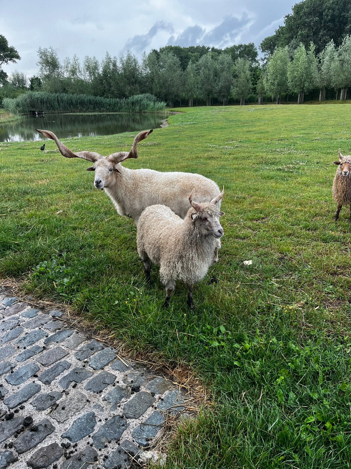 Racka lammeren geboren dit voorjaar, Animaux & Accessoires, Moutons, Chèvres & Cochons, Plusieurs animaux, 0 à 2 ans