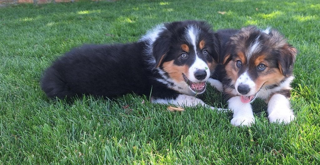 Chiots Border Collie, Maladie de Carré (chiens), 8 à 15 semaines, Colley, Plusieurs