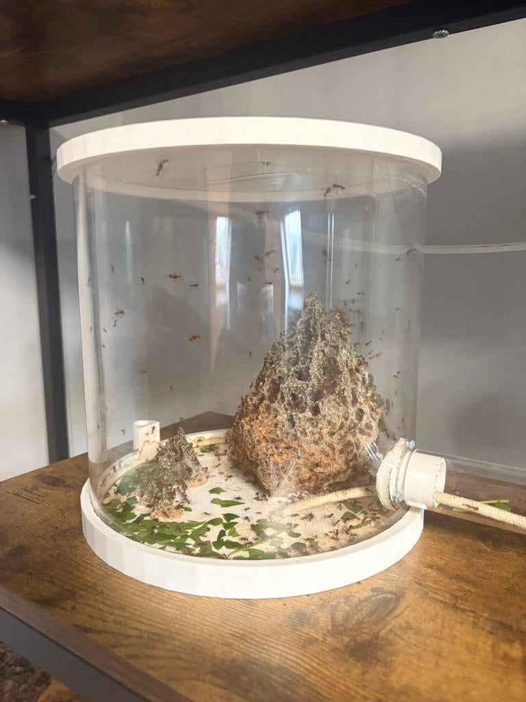 Cilinder Setup voor Bladsnijmieren (Leaf Cutter Ants), Ophalen of Verzenden, Nieuw