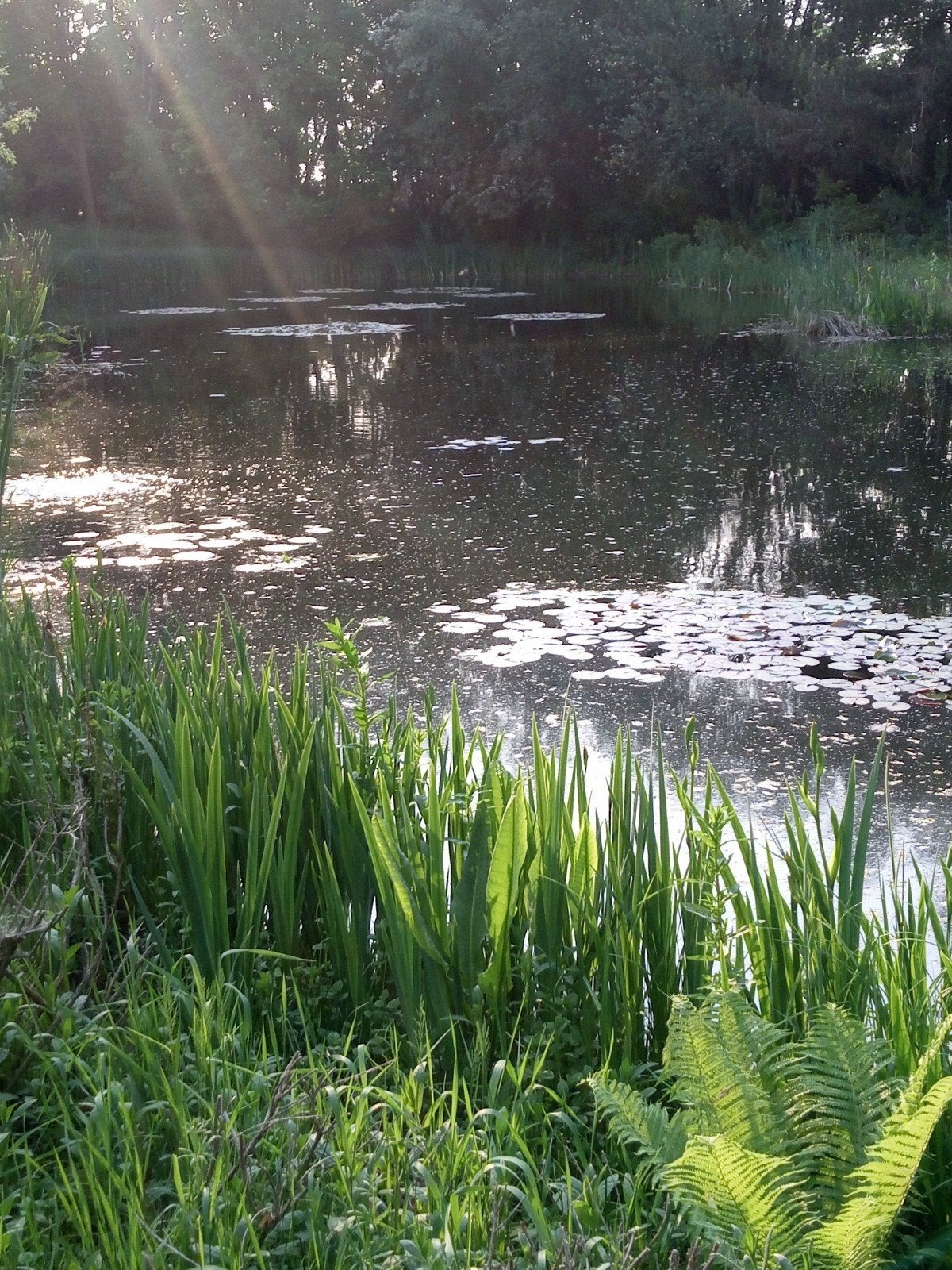 gezocht koi, zeelt, karper, Dieren en Toebehoren, Karper of Koi