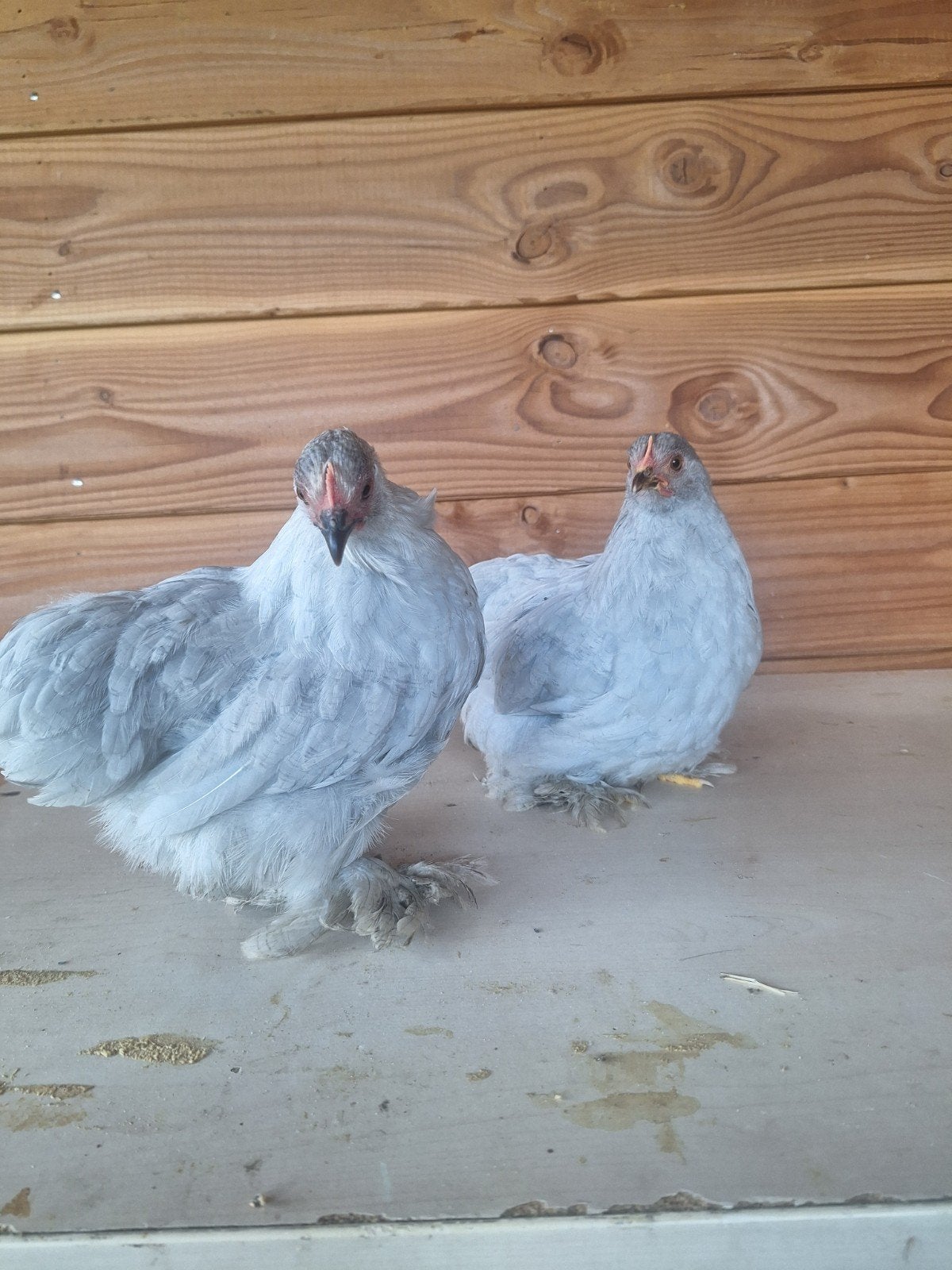 Cochin kriel hennetjes parelgrijs, Femelle, Poule ou poulet