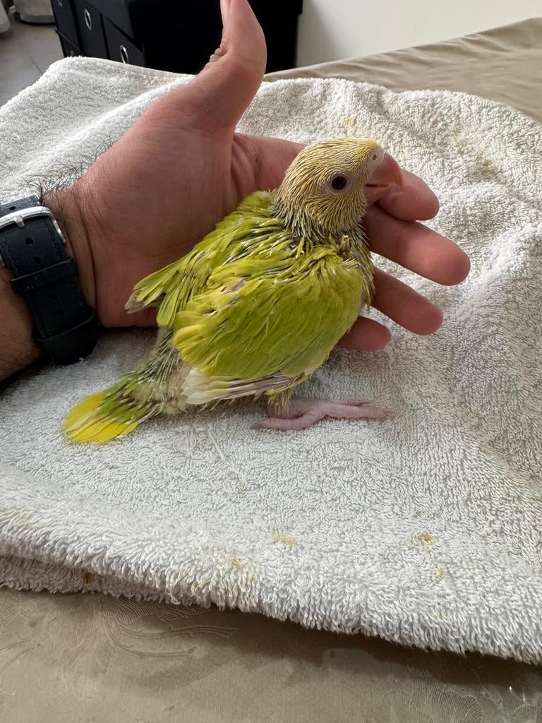Gekraagde parkiet (baby) getemd te koop, Parkiet