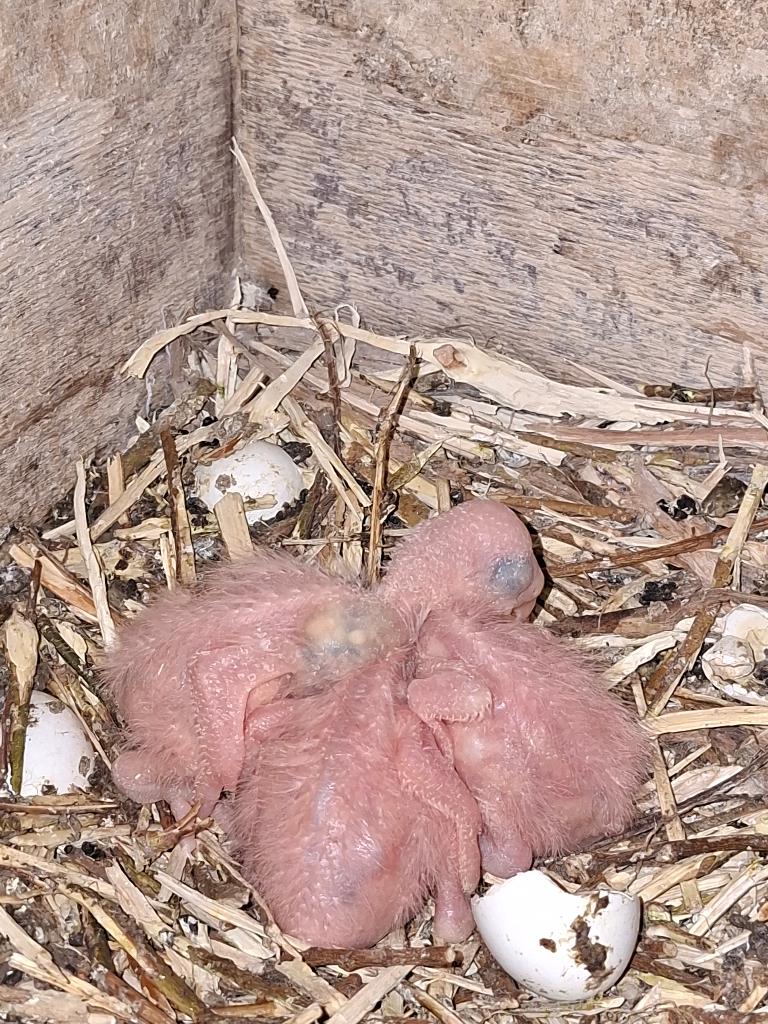Rosé kaketoe, Dieren en Toebehoren, Papegaai, Geringd