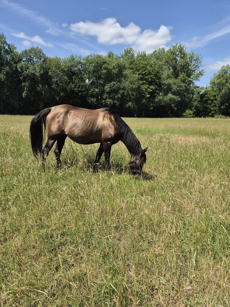 zeer lieve Quarter merrie, Avec pedigree, Moins de 160 cm, Non dressé, Cheval de récréation