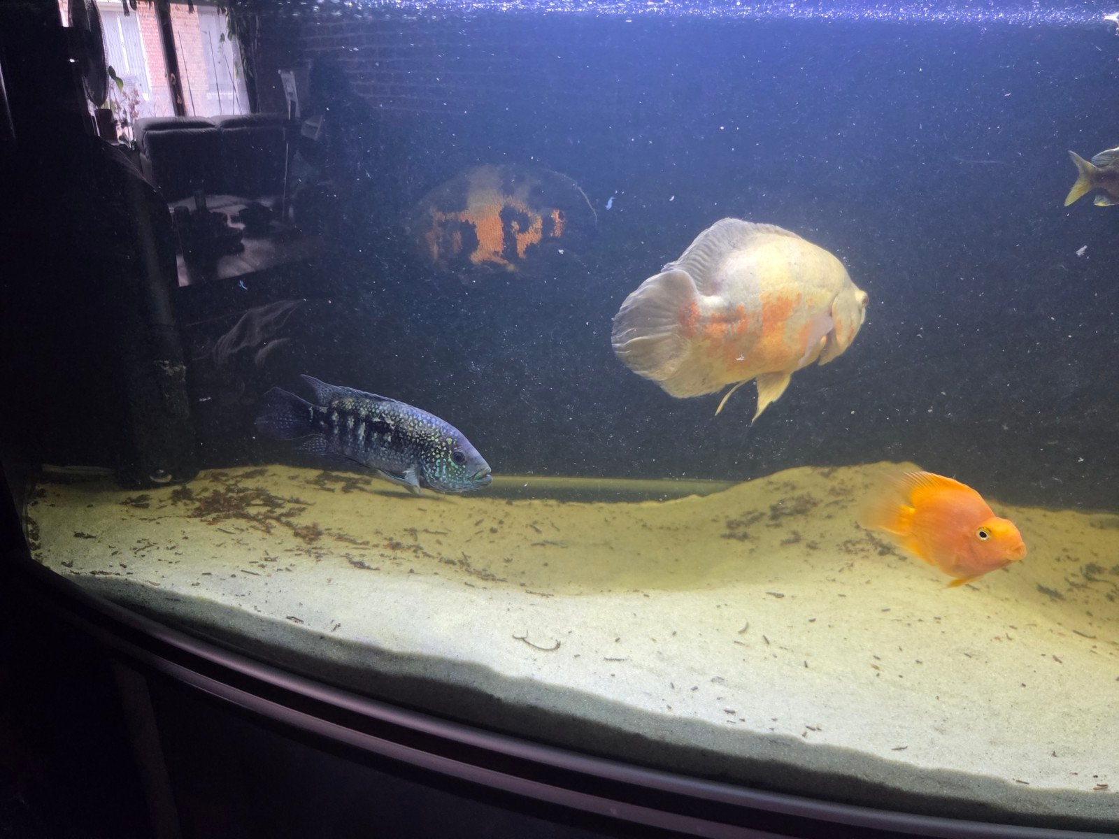 vissen, Dieren en Toebehoren, Vissen | Aquariumvissen