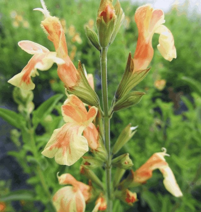 Salvia microphylla (24 kleuren beschikbaar), Jardin & Terrasse, Plantes | Jardin, Été, Enlèvement, Plante fixe, Herbes