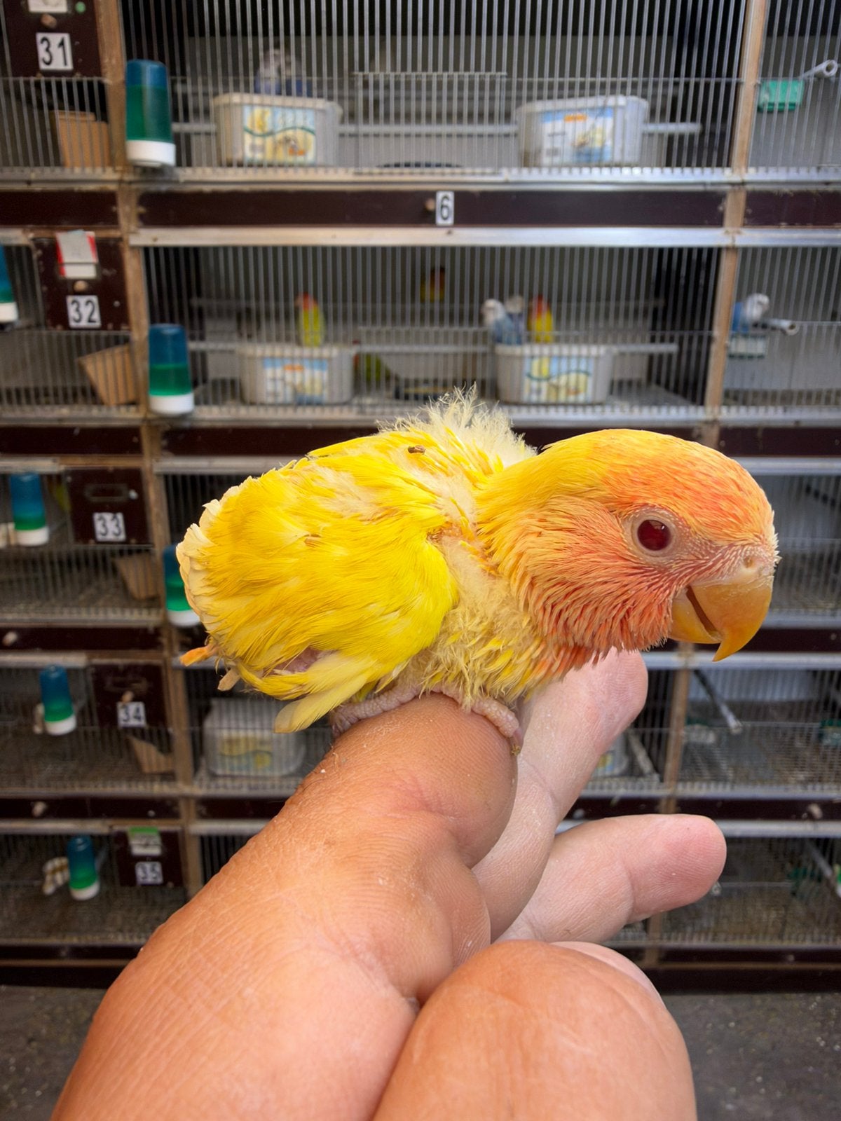 Geel baby dwergpapagaai, Dieren en Toebehoren