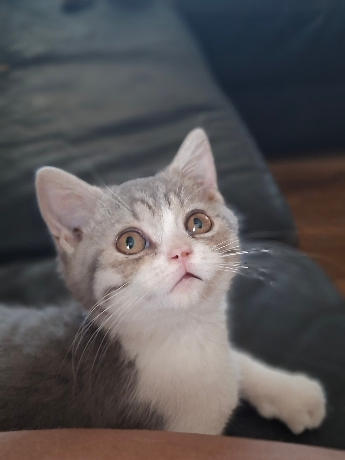 Gentle British Shorthair Katin, Chatte ou Chat, Avec puce électronique, 0 à 2 ans