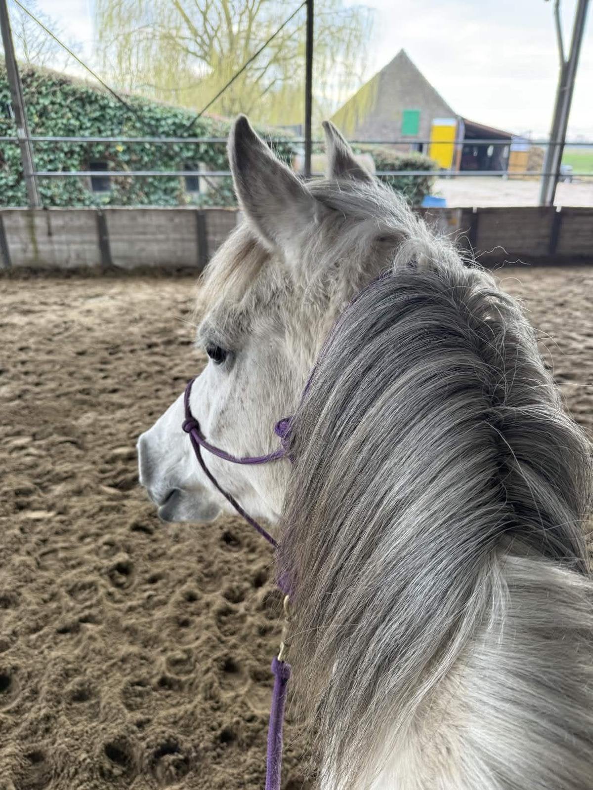 Lieve Arabische D pony 13jaar, Dieren en Toebehoren, Merrie, D pony (1.37m tot 1.48m), Met stamboom, 11 jaar of ouder