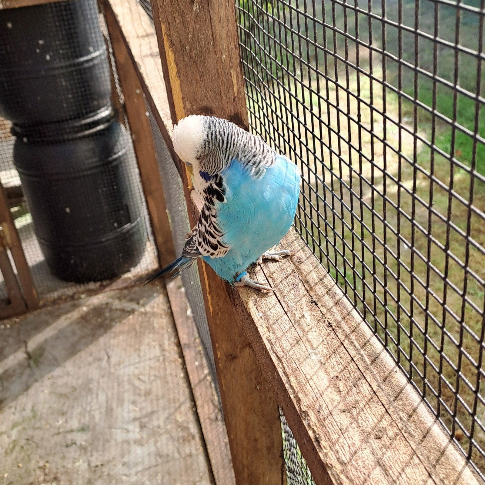 koppeltje Engelse grasparkiet, Dieren en Toebehoren, Meerdere dieren, Parkiet, Geringd