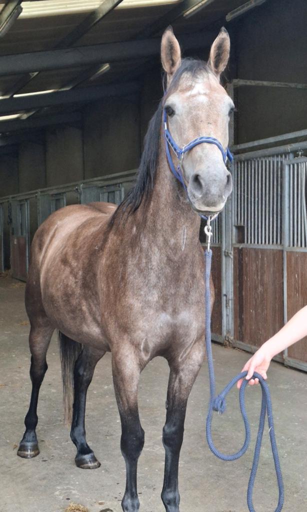 Super mooie 5jarige spring merrie te koop, Animaux & Accessoires, Chevaux, Jument, Débourré