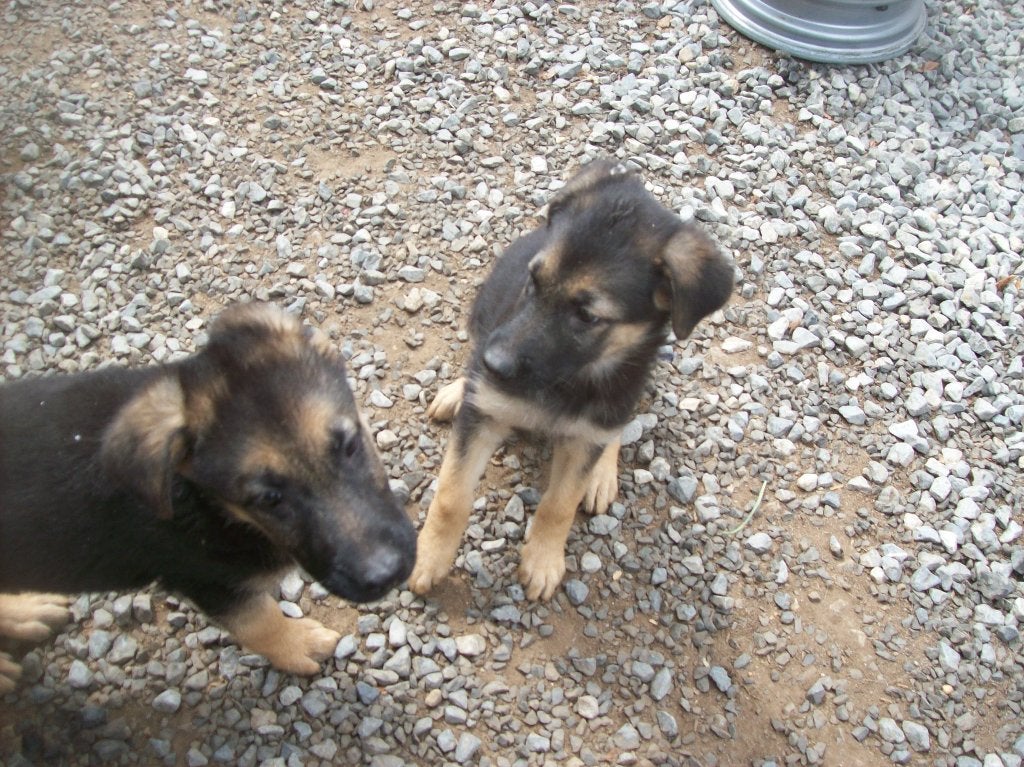 duitse herder pups, Animaux & Accessoires, Chiens | Bergers & Bouviers, Chienne, Berger, Particulier, Un chien, Belgique, 8 à 15 semaines
