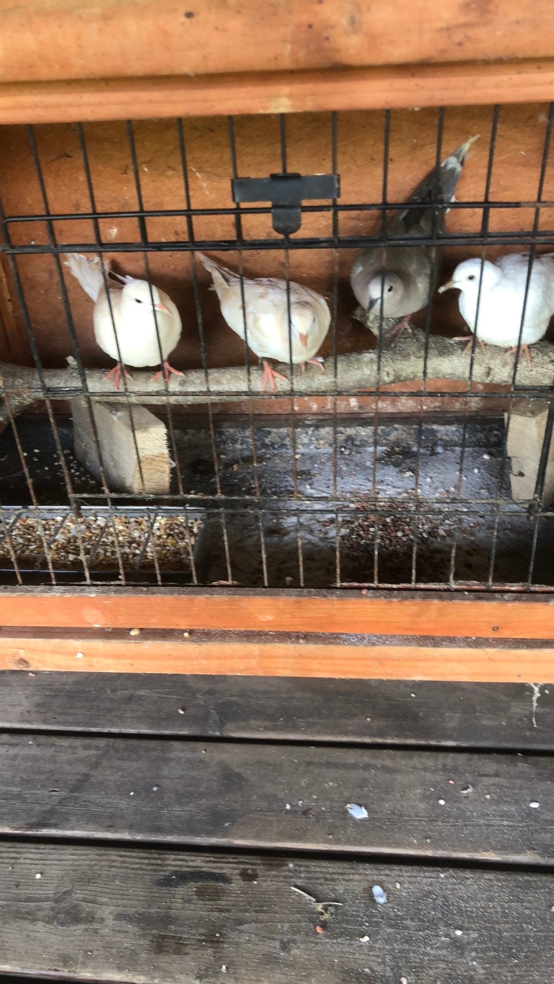 Lachduifjes, Dieren en Toebehoren