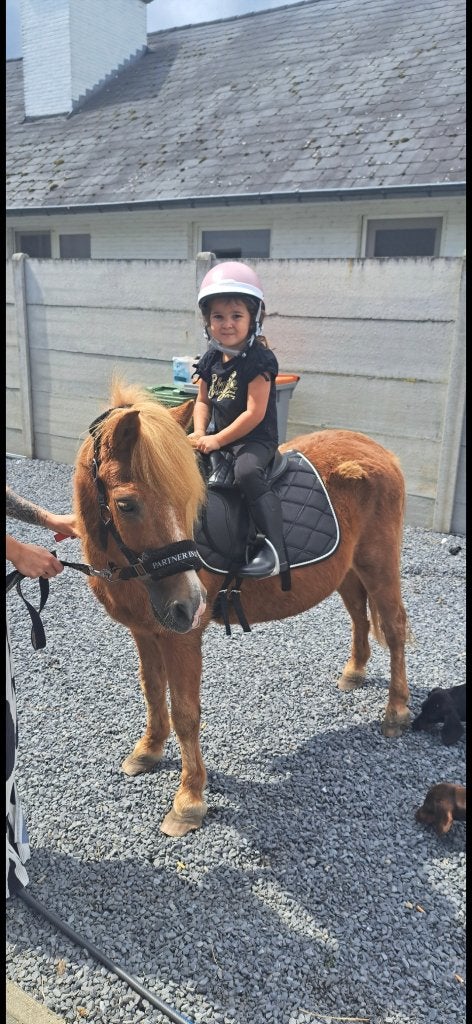 Super brave shetlander, Animaux & Accessoires, Poneys
