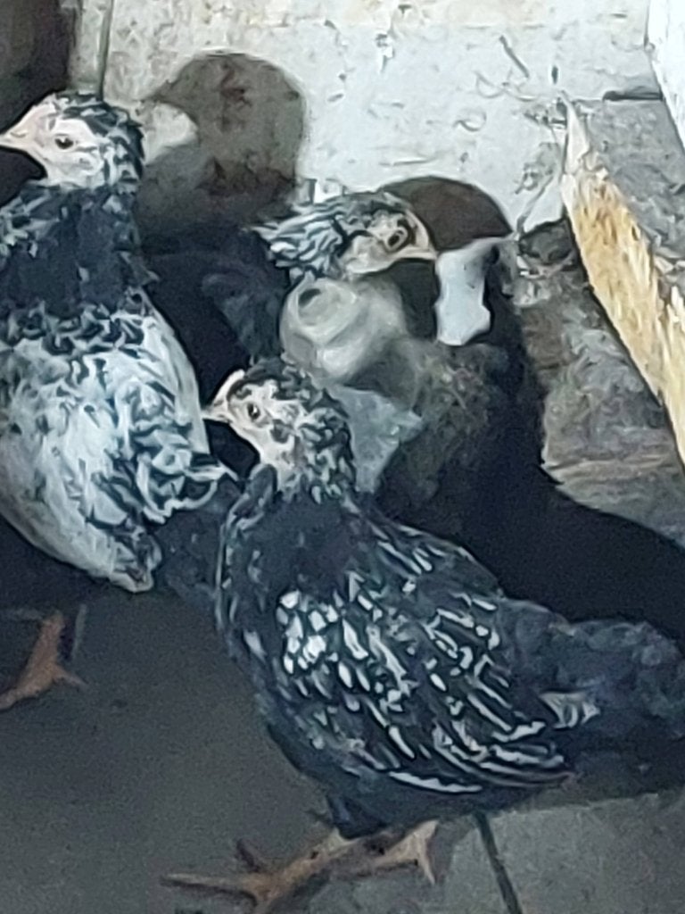 Kuikens gratis  6 weken oud kippen, Sexe inconnu, Poule ou poulet