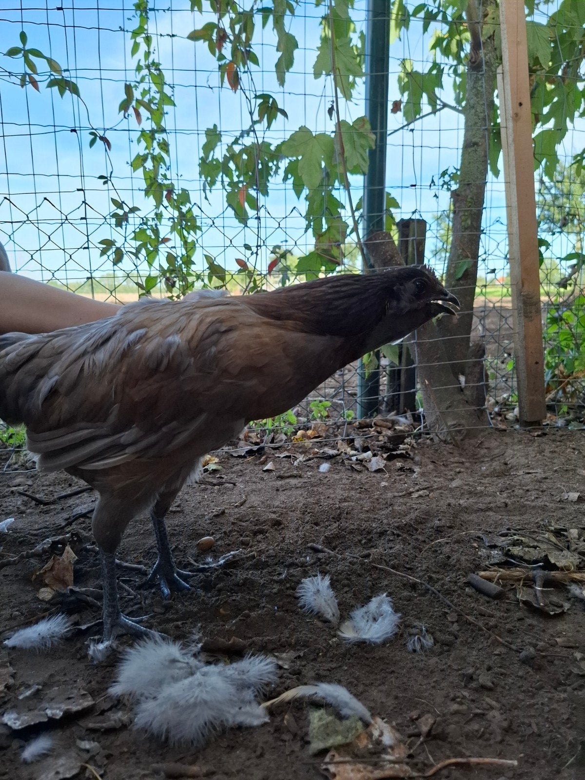 grijze kip, Dieren en Toebehoren, Kip