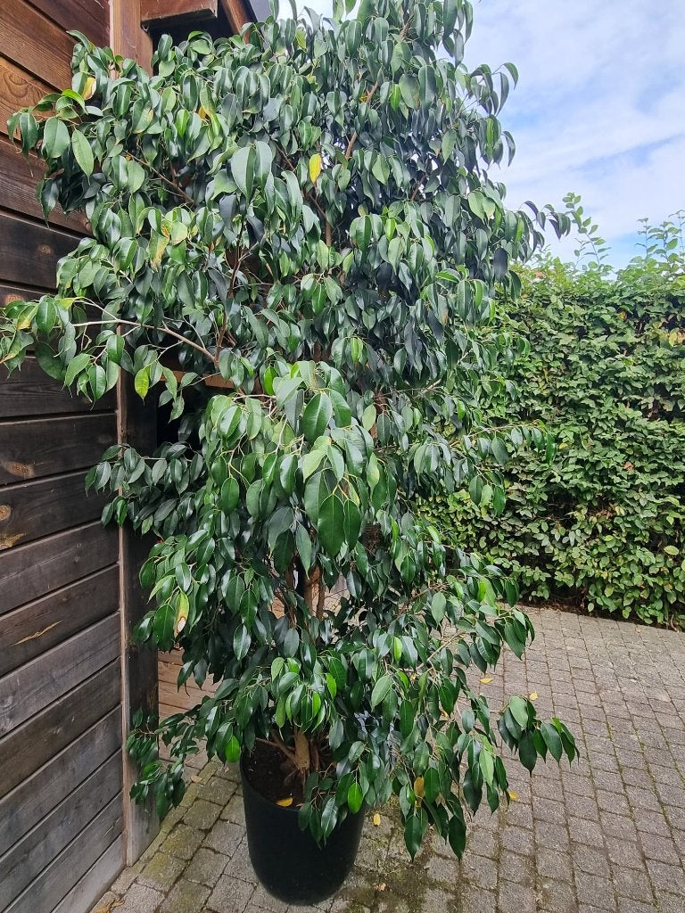 Ficus Benjamina, Ophalen, Ficus, 200 cm of meer, Halfschaduw