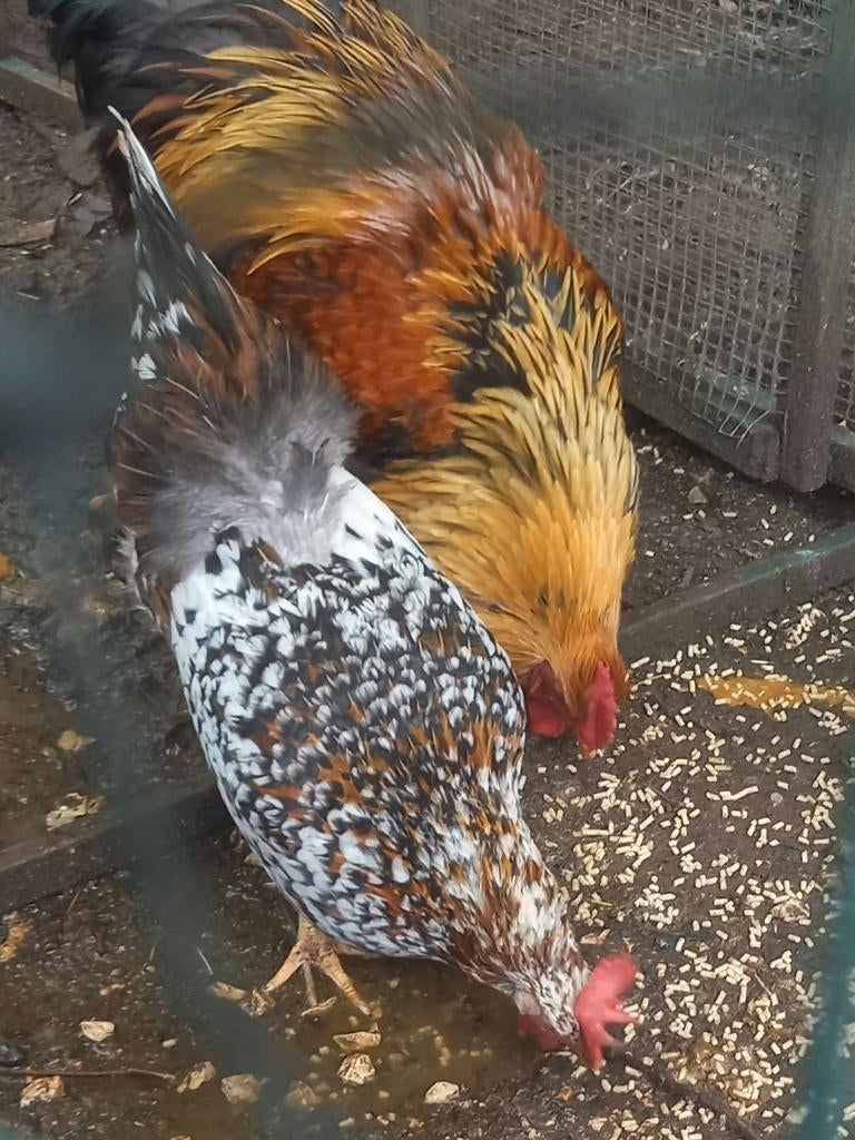 Leghorn hen, porselein kleur, Dieren en Toebehoren, Pluimvee, Vrouwelijk, Kip