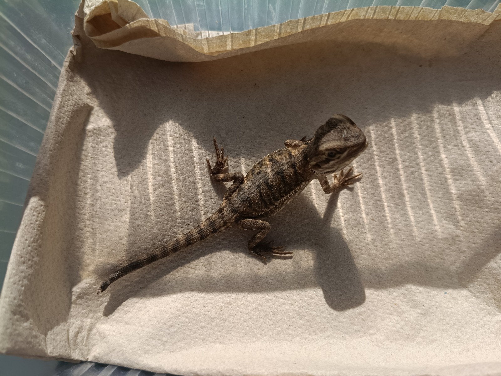 jonge baardagamen, Animaux & Accessoires, Reptiles & Amphibiens