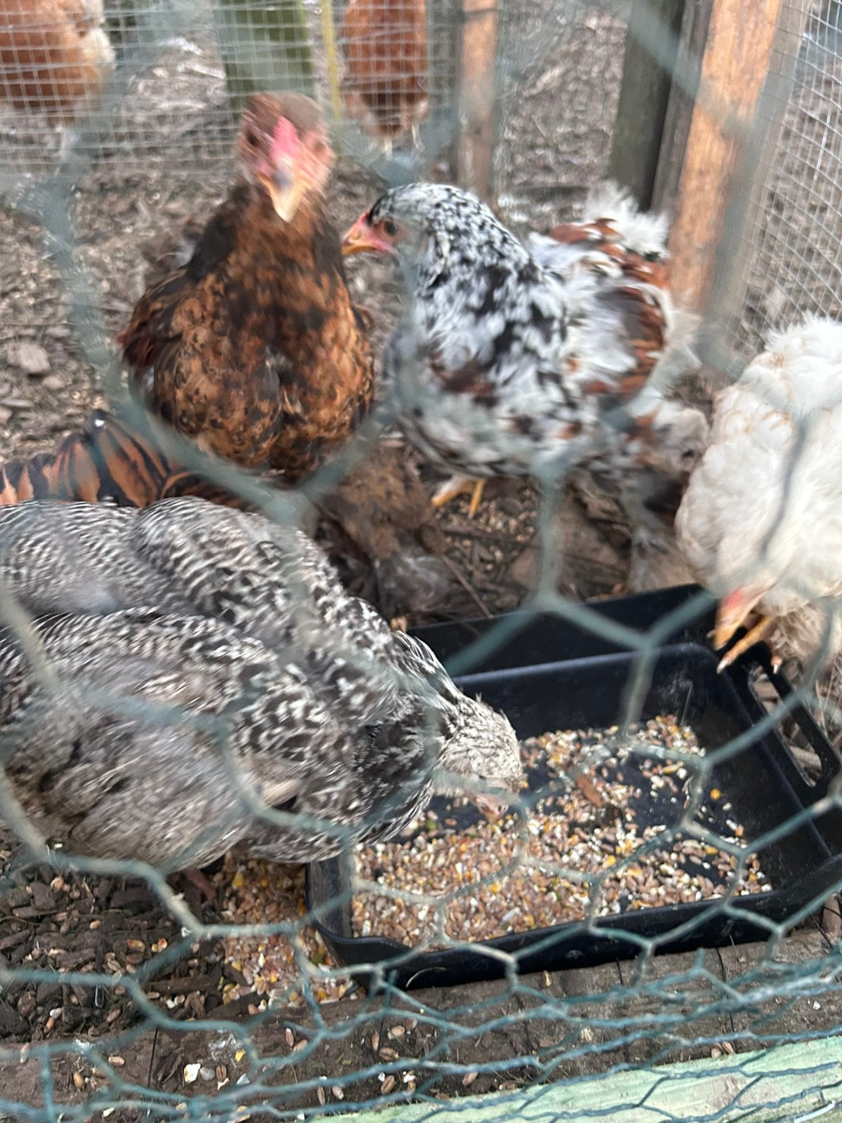 Poussins Brahma, Animaux & Accessoires, Plusieurs animaux, Poule ou poulet