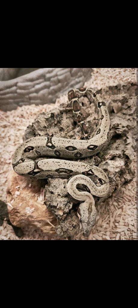 Boa het leopard, Dieren en Toebehoren, Reptielen en Amfibieën, Slang, Tam, 3 tot 6 jaar