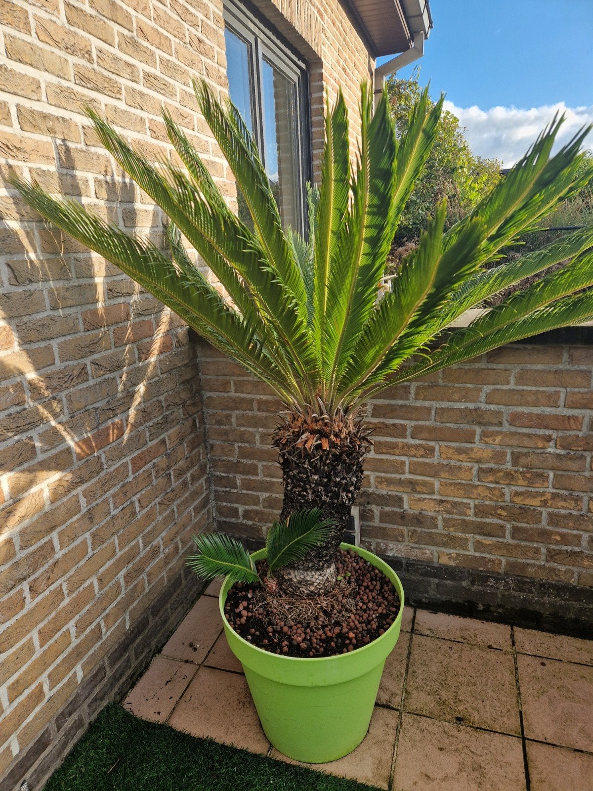 Cycas Revoluta in pot., Tuin en Terras, Ophalen