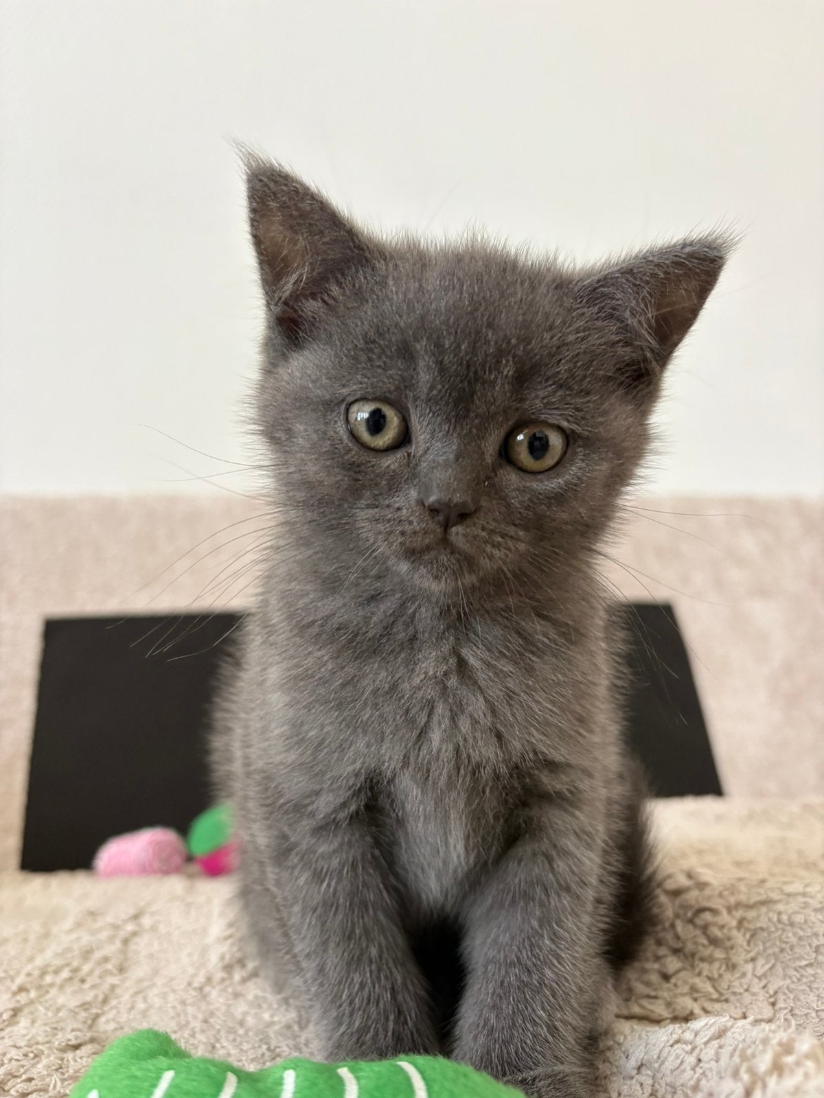 Chaton britannique à poil court, Chatte ou Chat, Avec pedigree, 0 à 2 ans