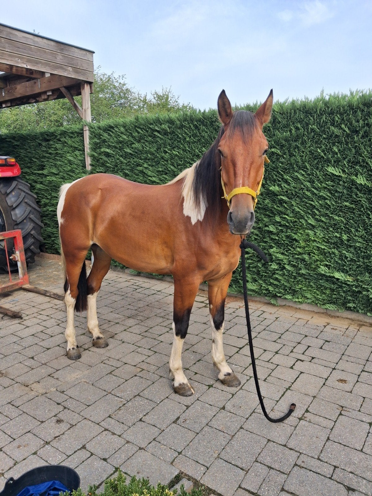 zeer mooi getekend pinto ruin, Hongre, 160 à 165 cm, Cheval de récréation, 3 à 6 ans