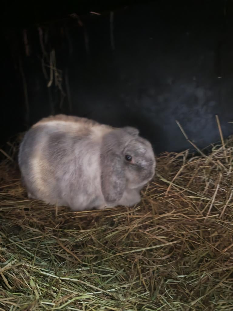 Nederlandse hangoor voedster, Dieren en Toebehoren, Hangoor, 0 tot 2 jaar