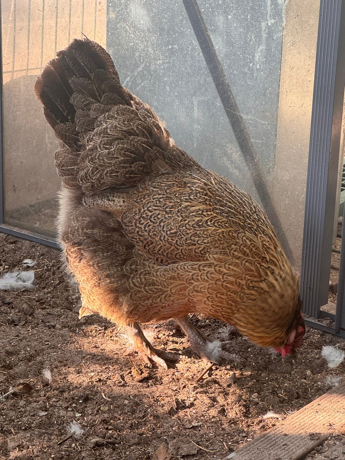 5 Hennen, Femelle, Poule ou poulet